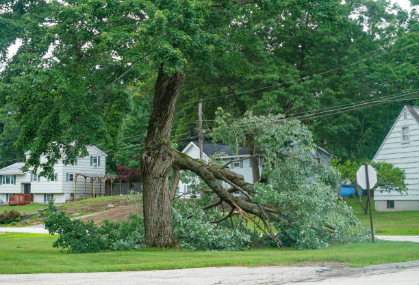 Best Storm Damage Tree Cleanup  in Rockville Centre, NY