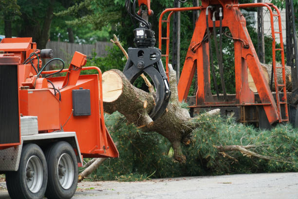 Professional Tree Care Services in Rockville Centre, NY