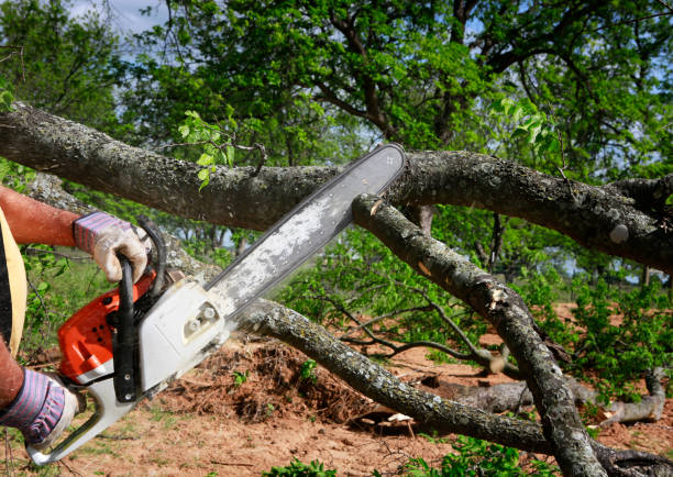 Best Tree Disease Treatment  in Rockville Centre, NY